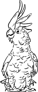 Cockatoo