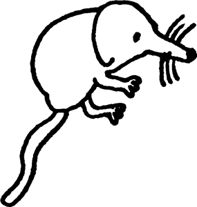 Cute Shrew