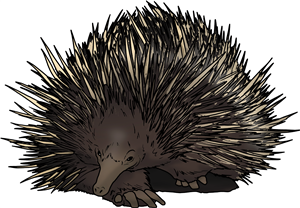 Echidna