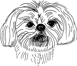 Shih Tzu Head