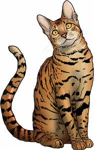 Bengal Cat