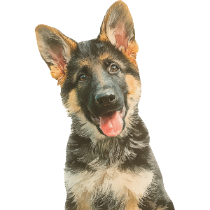 German Shepherd Puppy
