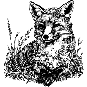 Vintage Fox Portrait