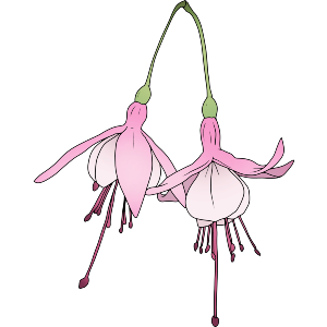 Fuchsia Flowers