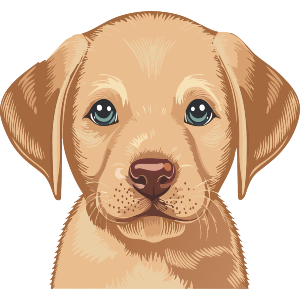 Labrador Retriever Puppy