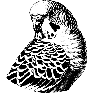 Budgie Portrait