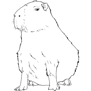 Grumpy Capybara