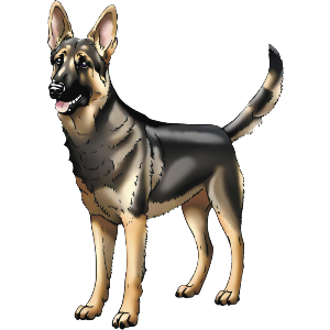 Cute German Shepherd