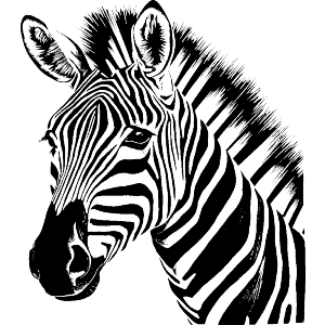zebra