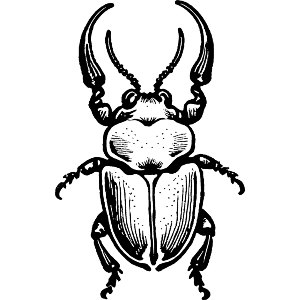 Asian Rhinoceros Beetle