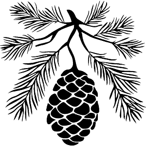 Pine Cone and Branches