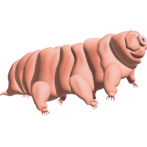 Tardigrade