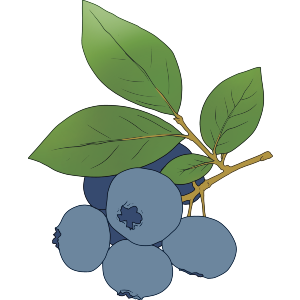 Blueberry Branch