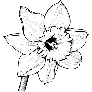 Welsh Daffodil