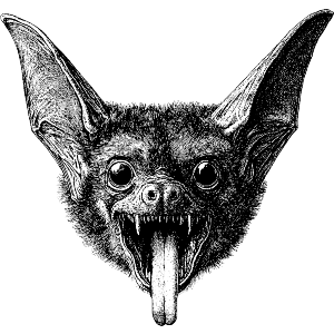 Vampire Bat Tongue Sticking Out