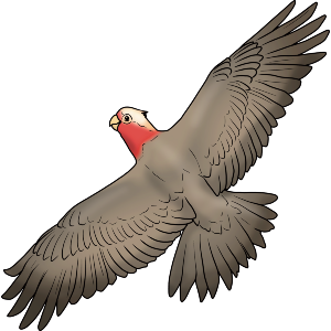 Galah Cockatoo In Flight