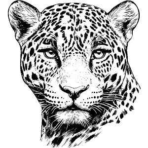 African Leopard Portrait