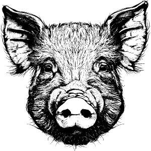 Pig Head