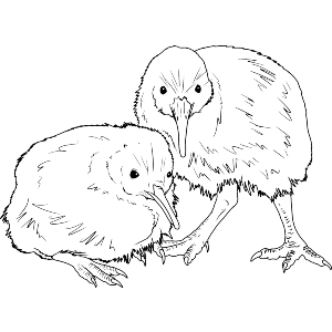 Kiwi Birds