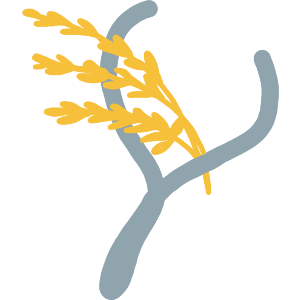 Blessed With a Good Harvest of Corn