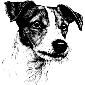 Jack Russel Terrier
