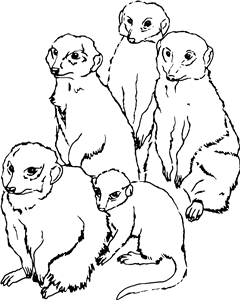 Meerkat Family