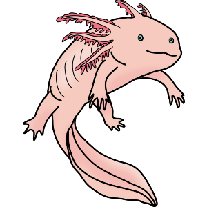 Axolotl
