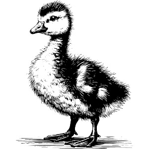 Fluffy Baby Goose