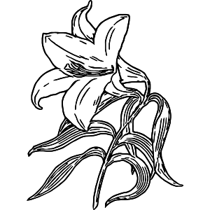 White Lily Flower