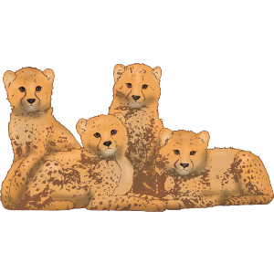 Cheetah Cubs Cuddling