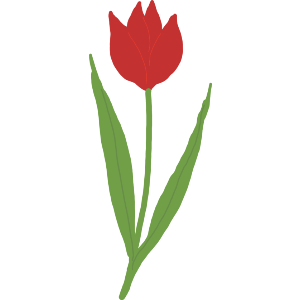 A Tulip In Flower 