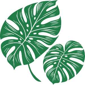 Monstera Leaves