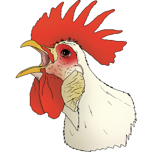 Rooster Calling