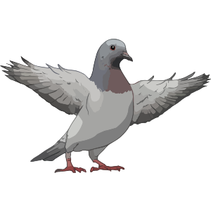 Pigeon With Wings Spread