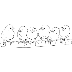Cute Chicks in a Row