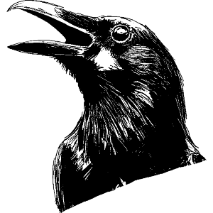 Crow Cawing