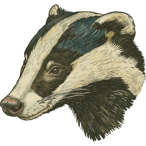 Badger Portrait Side View