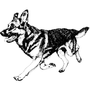 German Shepherd Walking