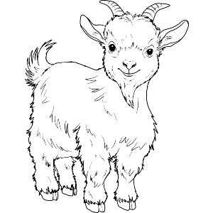 Cute Goat Kid