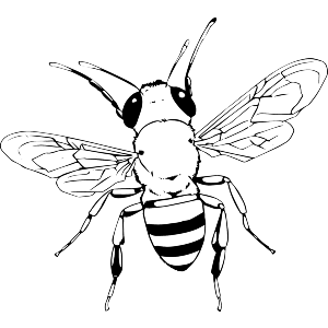 Honey Bee
