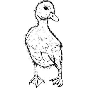 Duckling