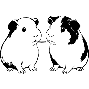 Guinea Pigs Eating