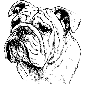 English Bulldog Portrait