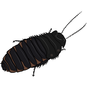 Attentive Hissing Cockroach