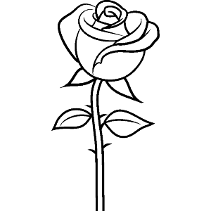 Single Rose
