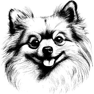 Pomeranian Dog