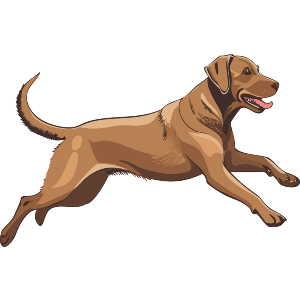 Labrador Running 
