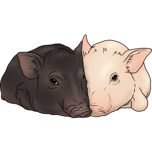 Cuddling Pigs