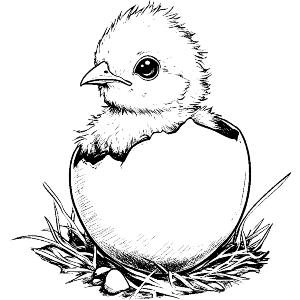 Baby Chick Coming Out of Egg