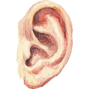 Human Ear
